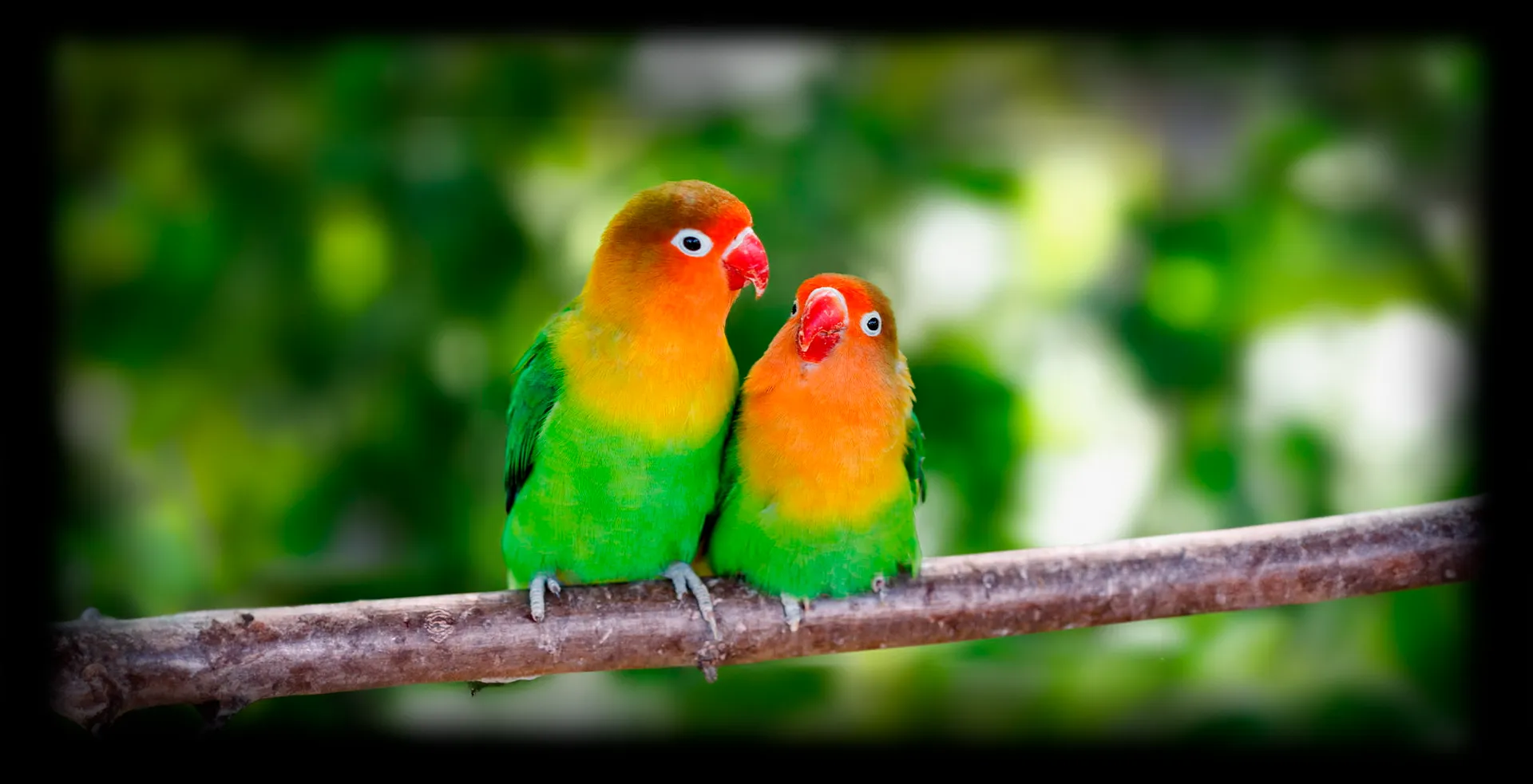 Imagem de fundo de Agapornis - Poytara